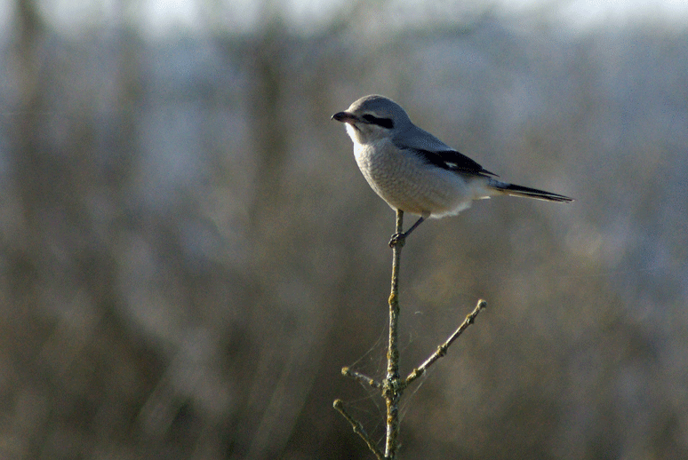 Northern Shrike - Phil Kahler