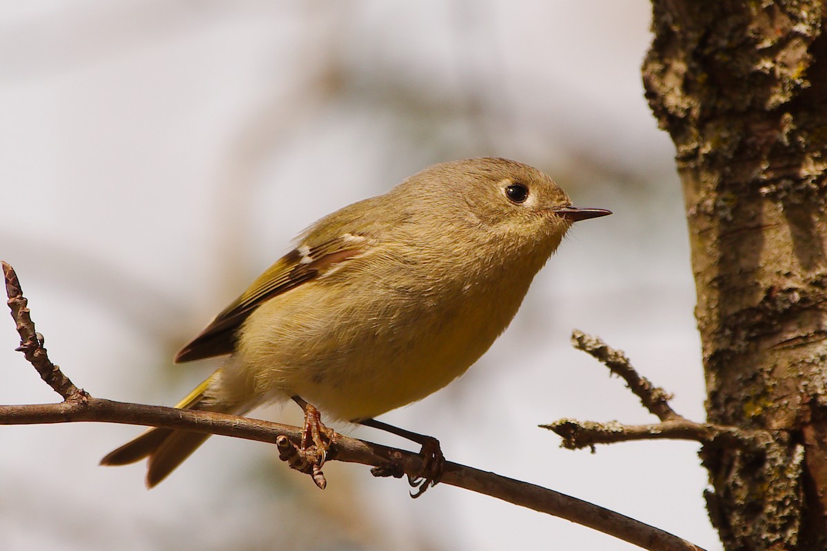 Ruby-crowned Kinglet - ML439861791