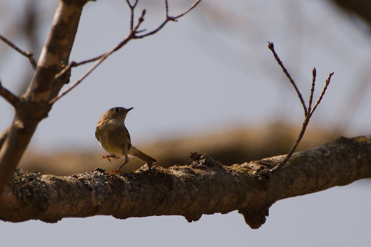 Ruby-crowned Kinglet - Rick Beaudon