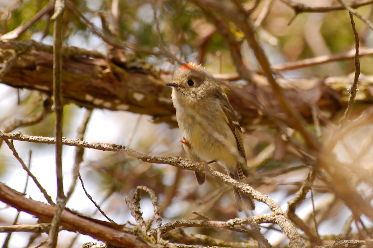 Ruby-crowned Kinglet - Rick Beaudon