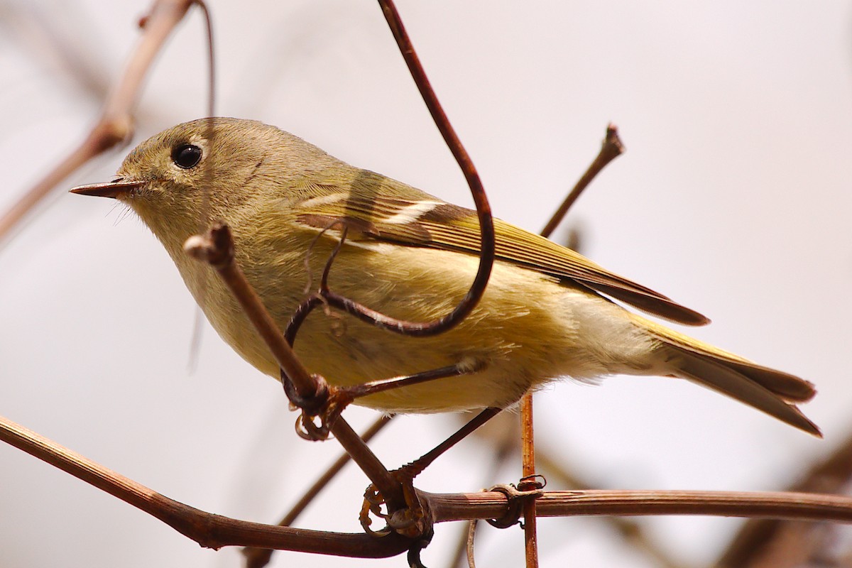 Ruby-crowned Kinglet - ML439861871