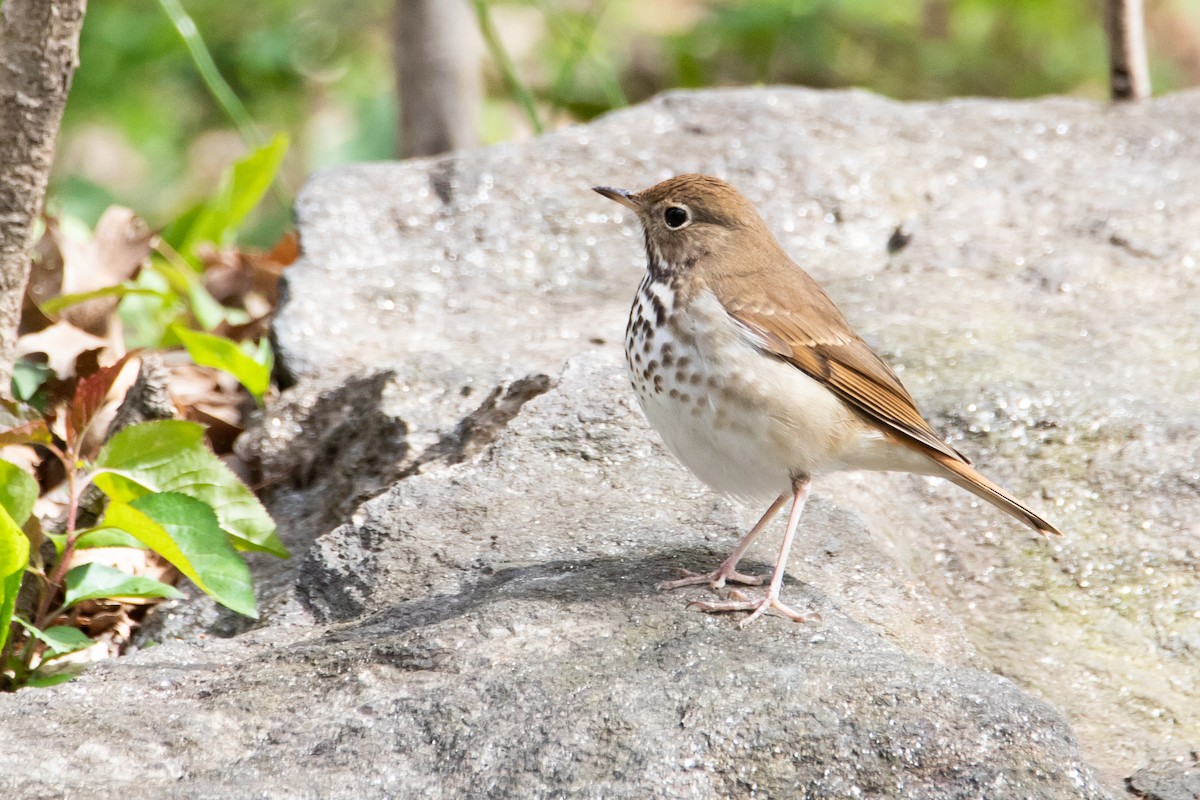 Hermit Thrush - ML439861891
