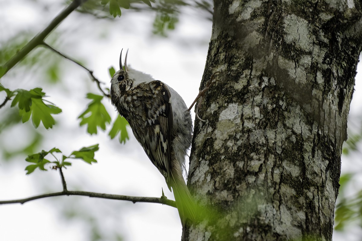 Eurasian Treecreeper - ML439862731