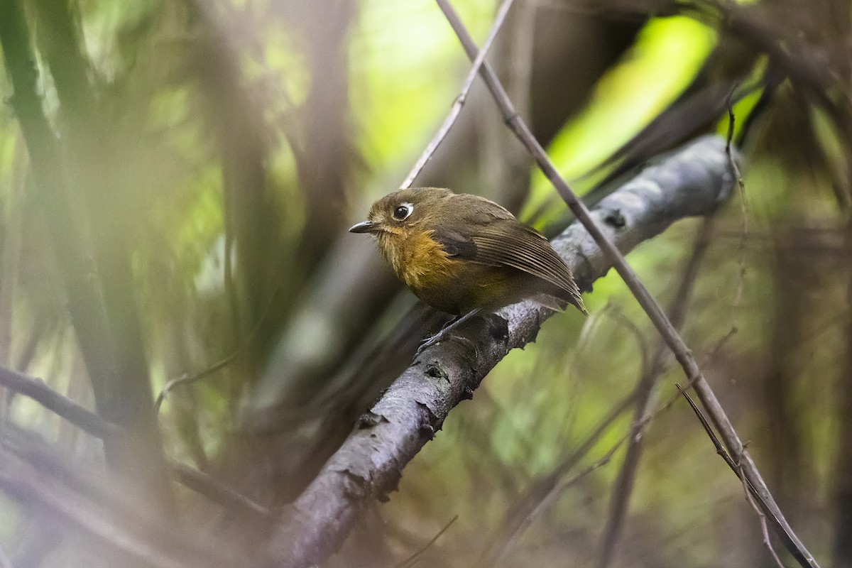 Leymebamba Antpitta - ML439863111