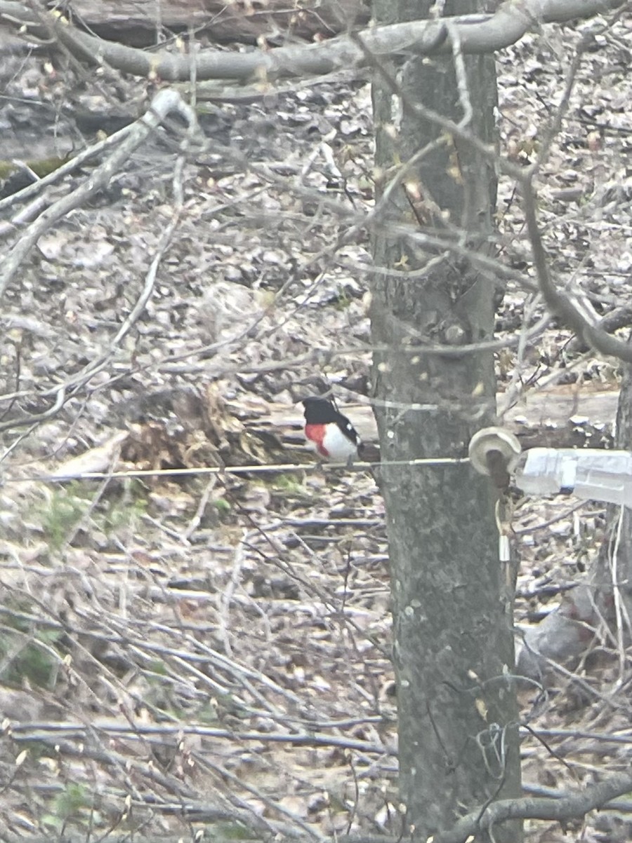 Rose-breasted Grosbeak - ML439863341