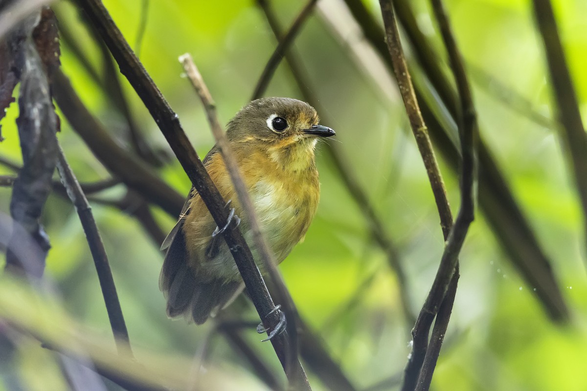 Leymebamba Antpitta - ML439863681