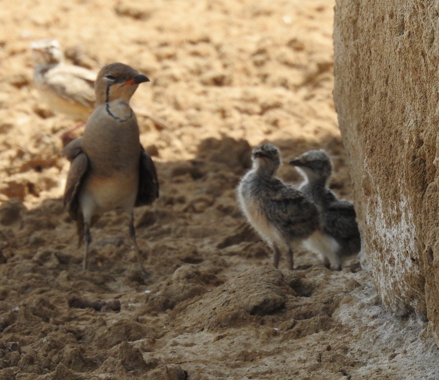 Oriental/Collared Pratincole - ML439864731