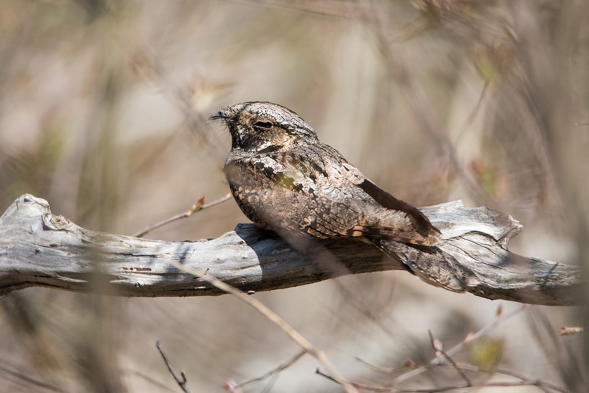 Eastern Whip-poor-will - Sue Barth