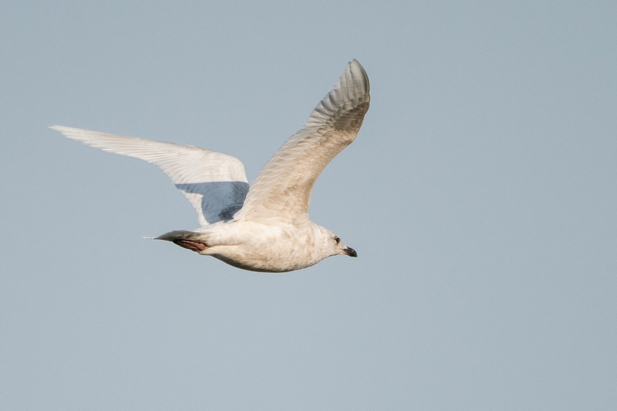 Iceland Gull - Sue Barth