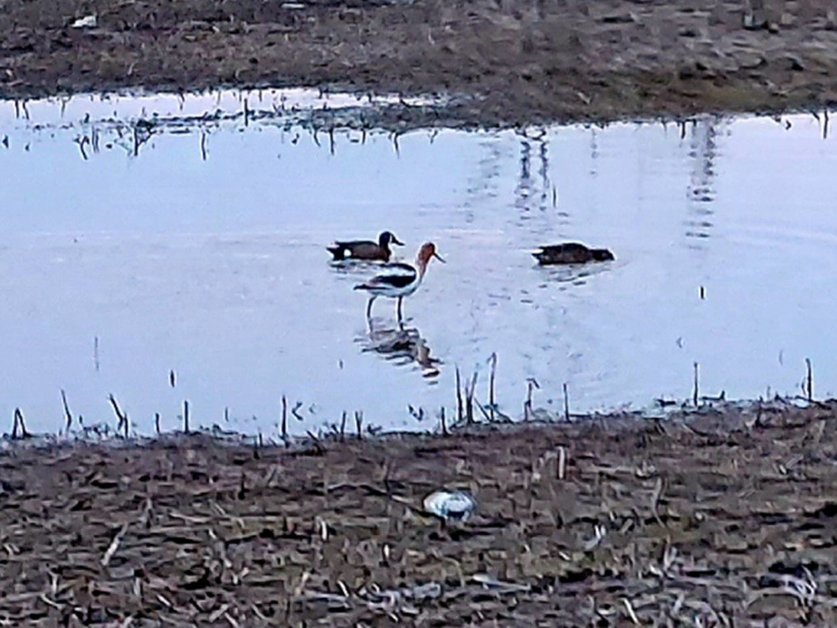 American Avocet - ML439867911