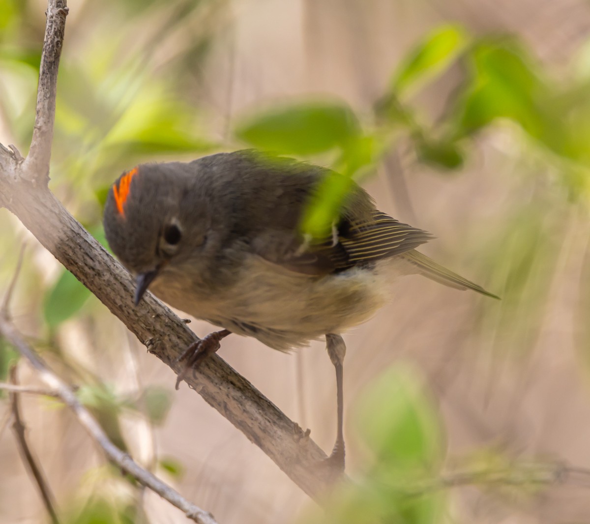 Ruby-crowned Kinglet - ML439868121