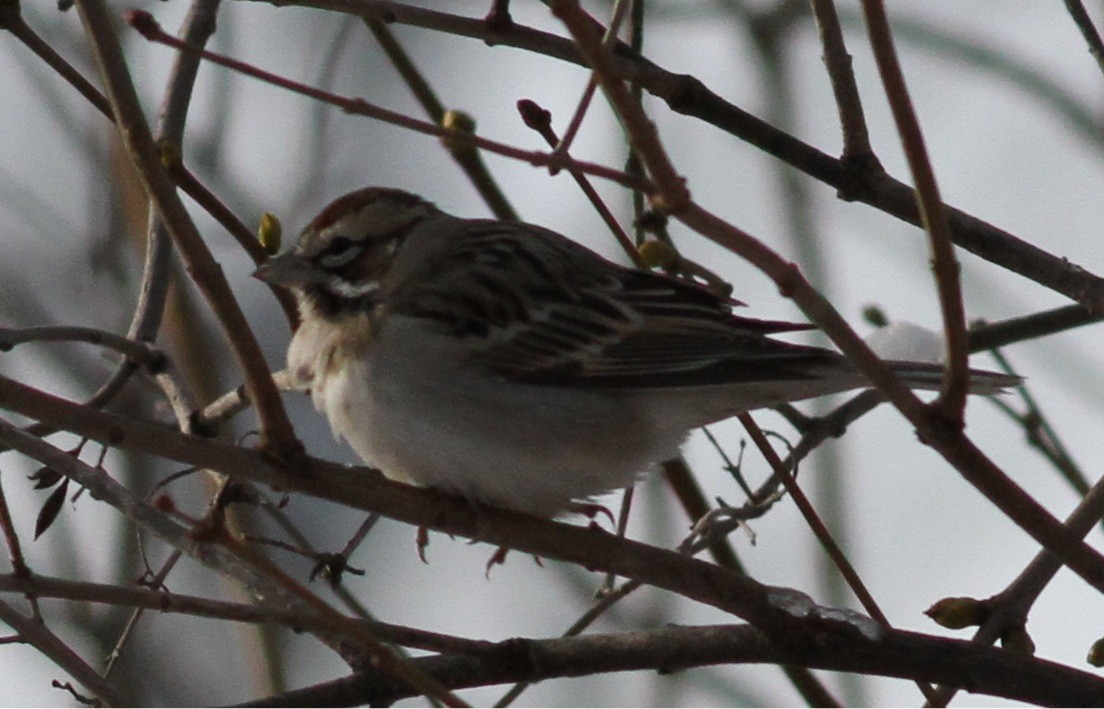 Lark Sparrow - ML43986821