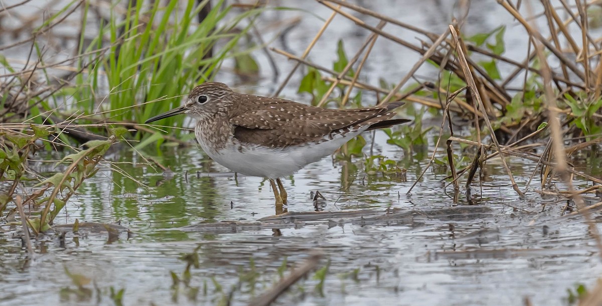 Solitary Sandpiper - Ken Reinert