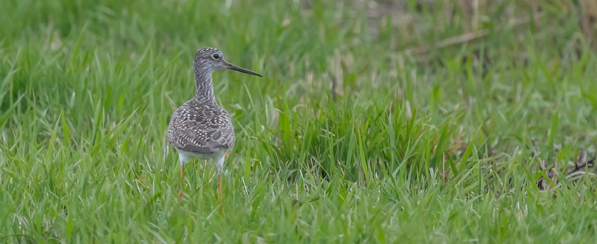 Greater Yellowlegs - Ken Reinert