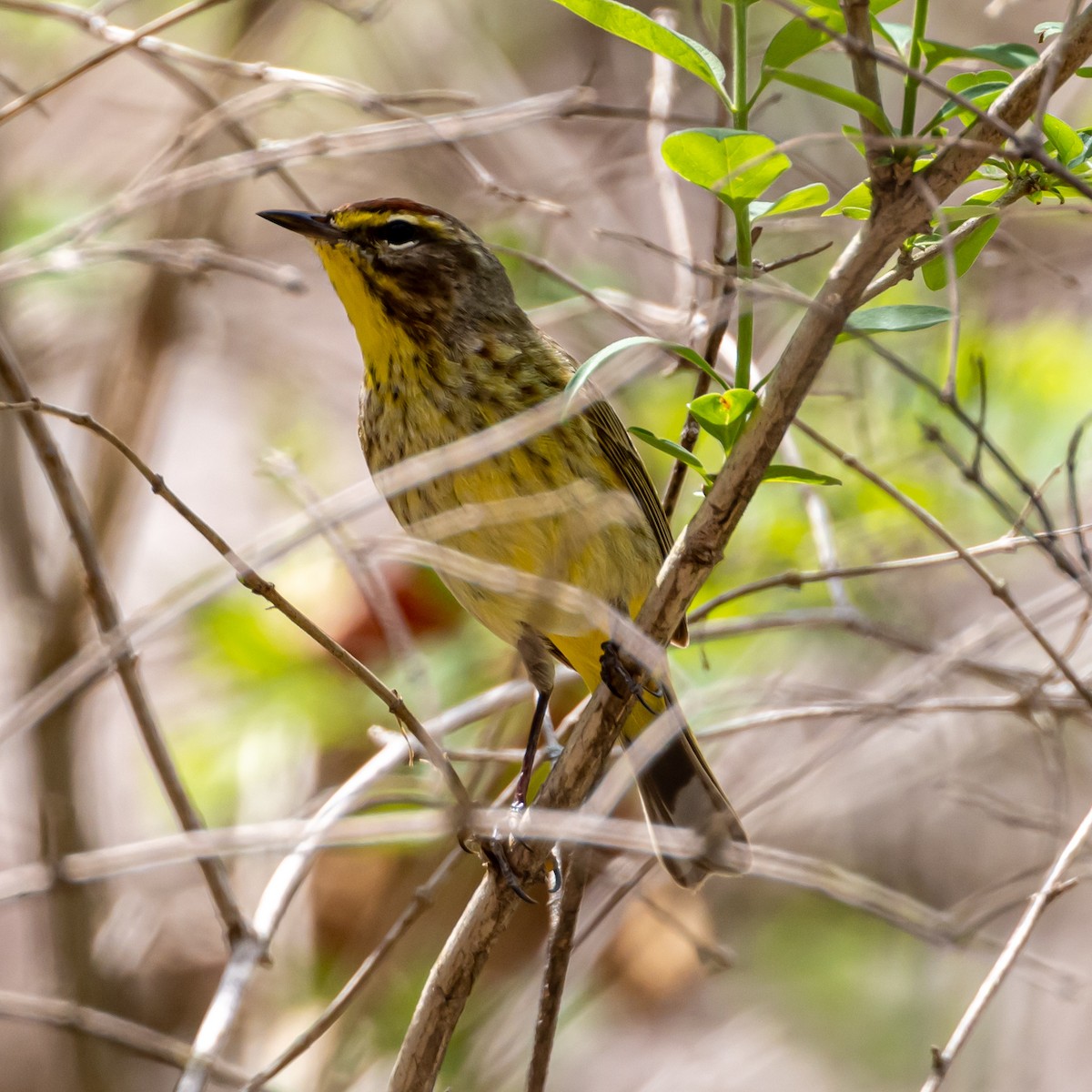 Palm Warbler - ML439869501