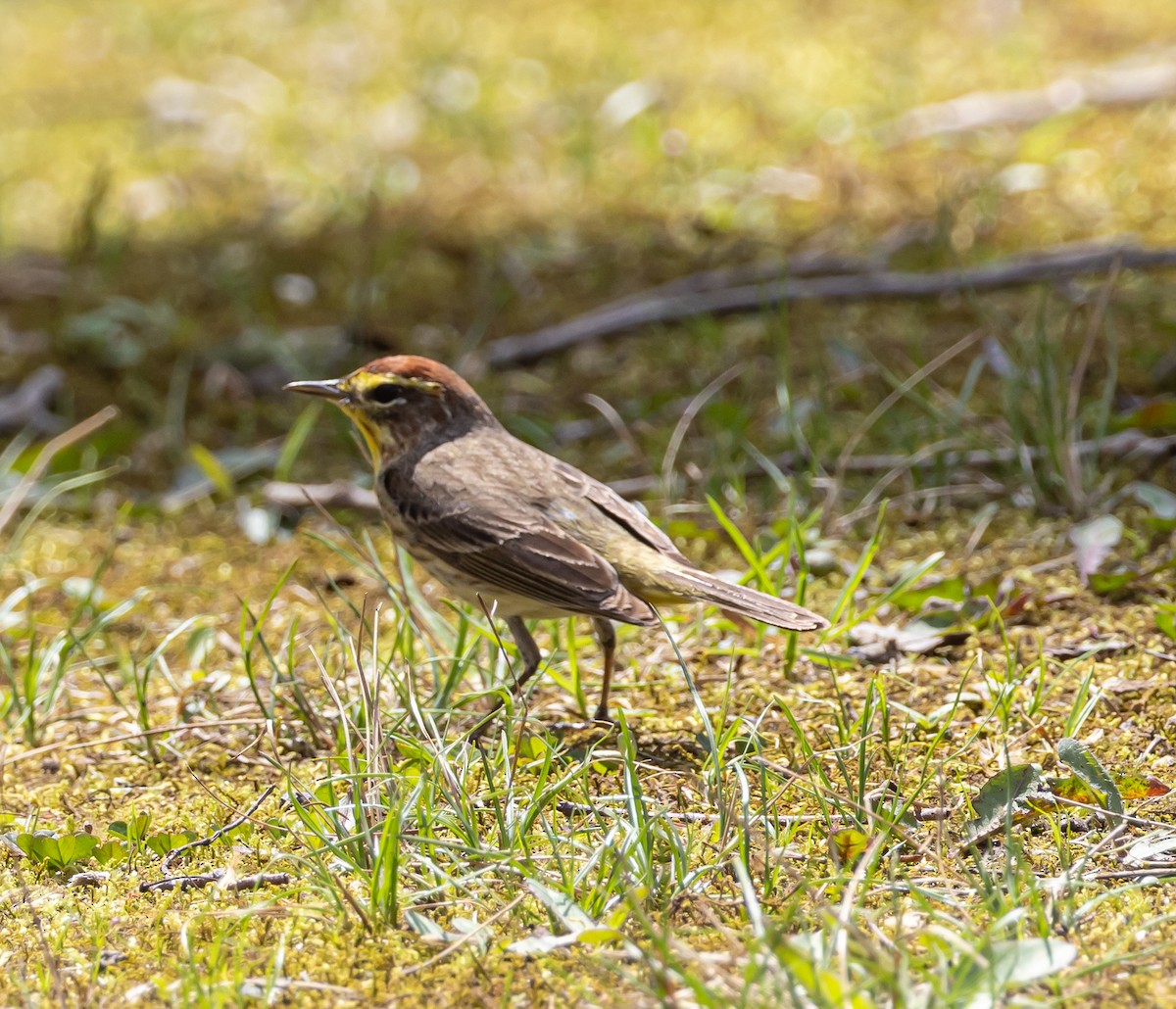 Palm Warbler - Terri Pouliot