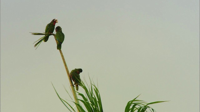 サクラボウシインコ（leucocephala） - ML439870