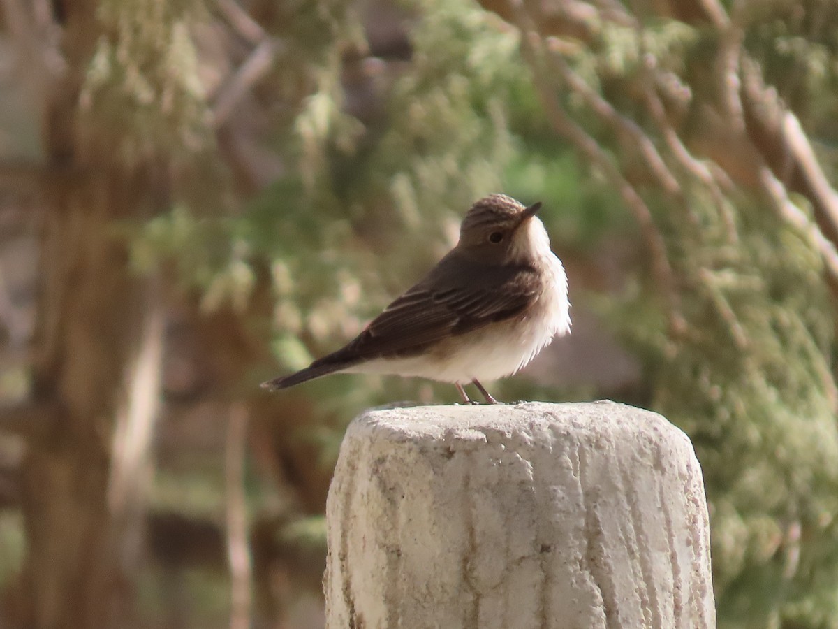 Spotted Flycatcher - ML439870781