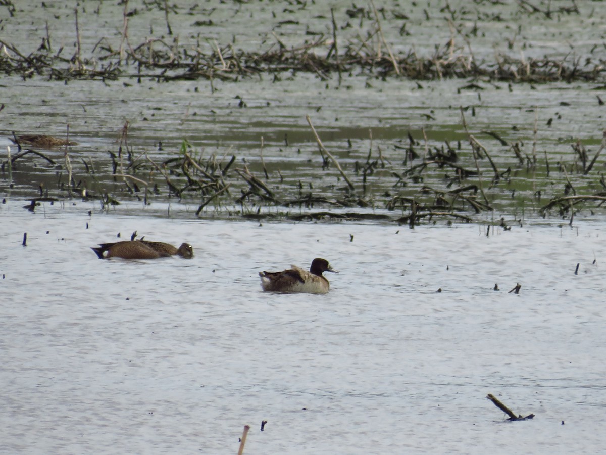 Greater Scaup - ML439872271