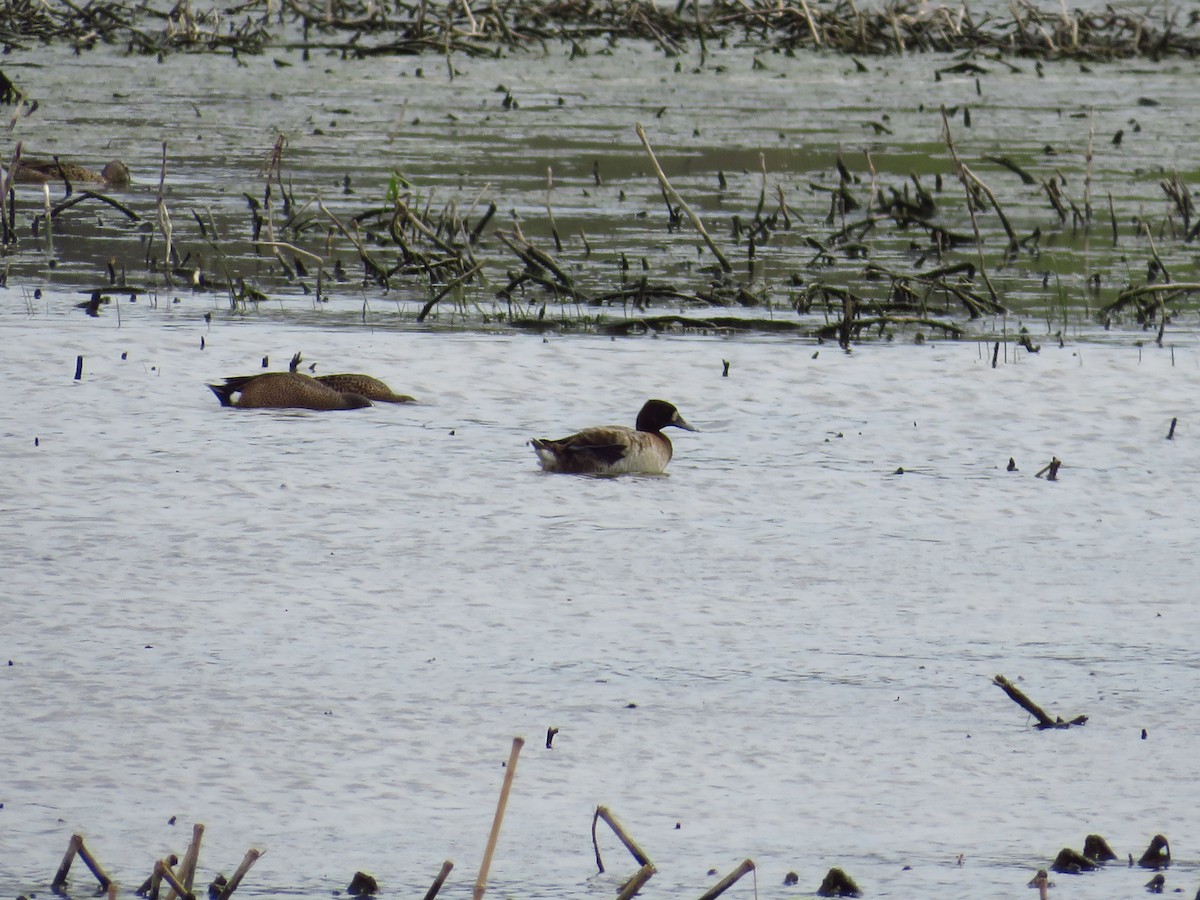 Greater Scaup - ML439872281