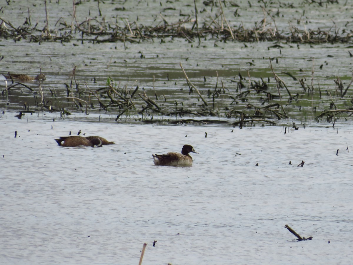 Greater Scaup - ML439872291