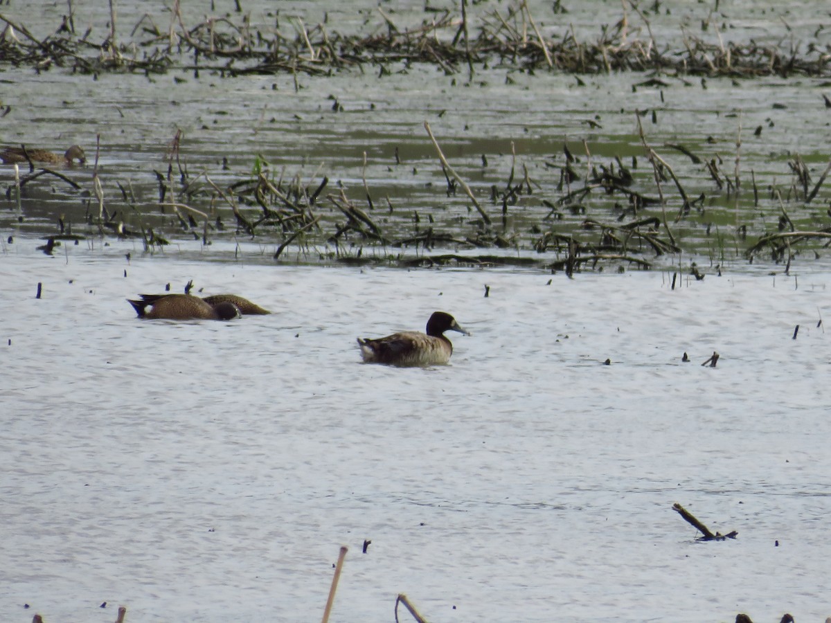 Greater Scaup - ML439872331