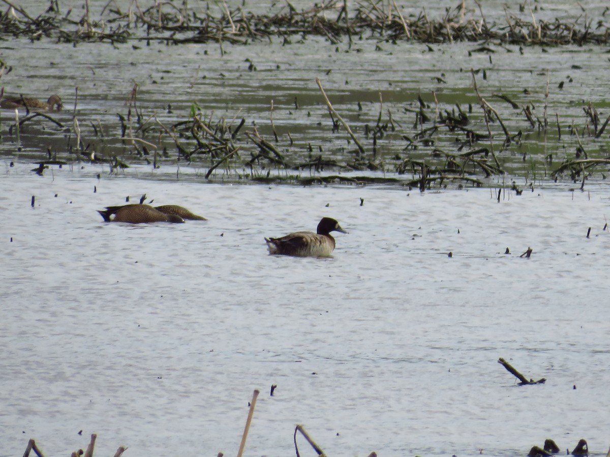 Greater Scaup - ML439872341