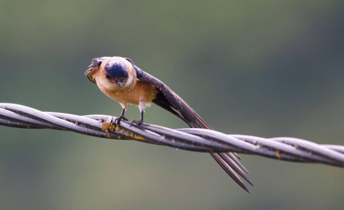 Red-rumped Swallow - ML439872451