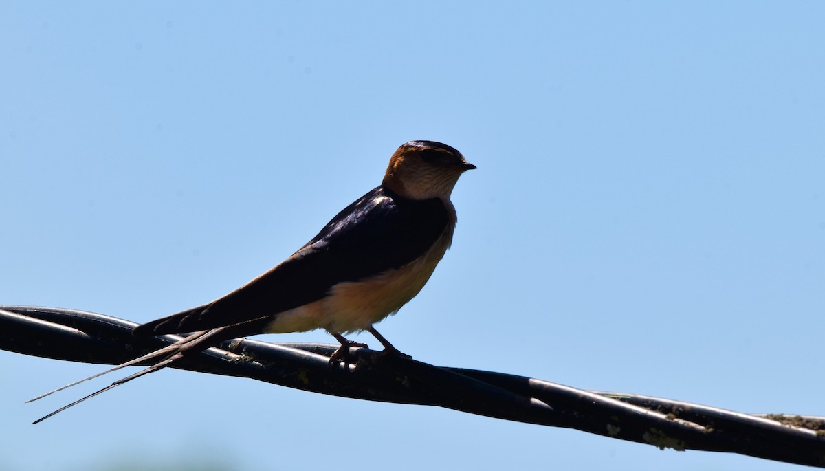 Red-rumped Swallow - ML439872471