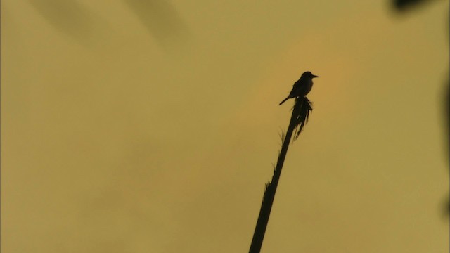 Giant Kingbird - ML439873