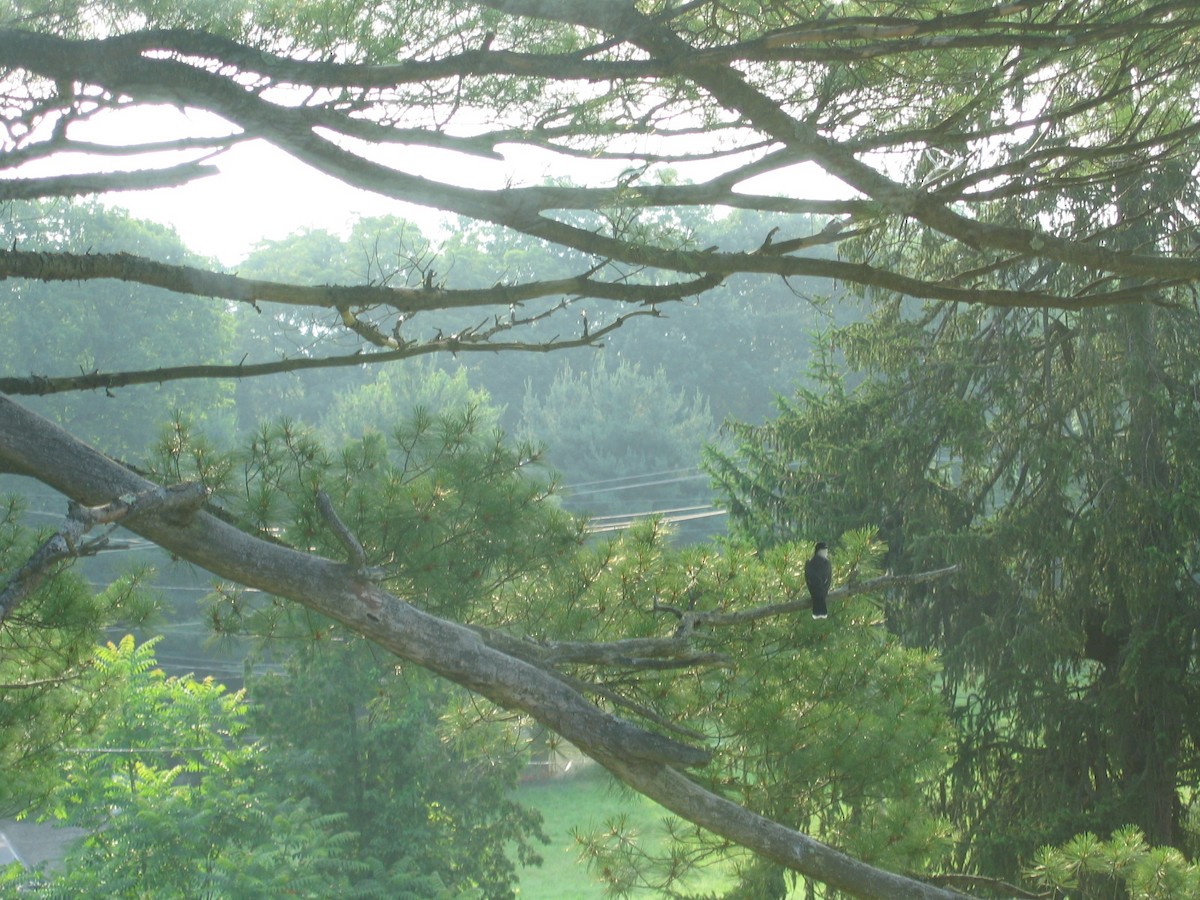 Eastern Kingbird - ML439873501