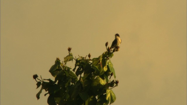 Giant Kingbird - ML439875