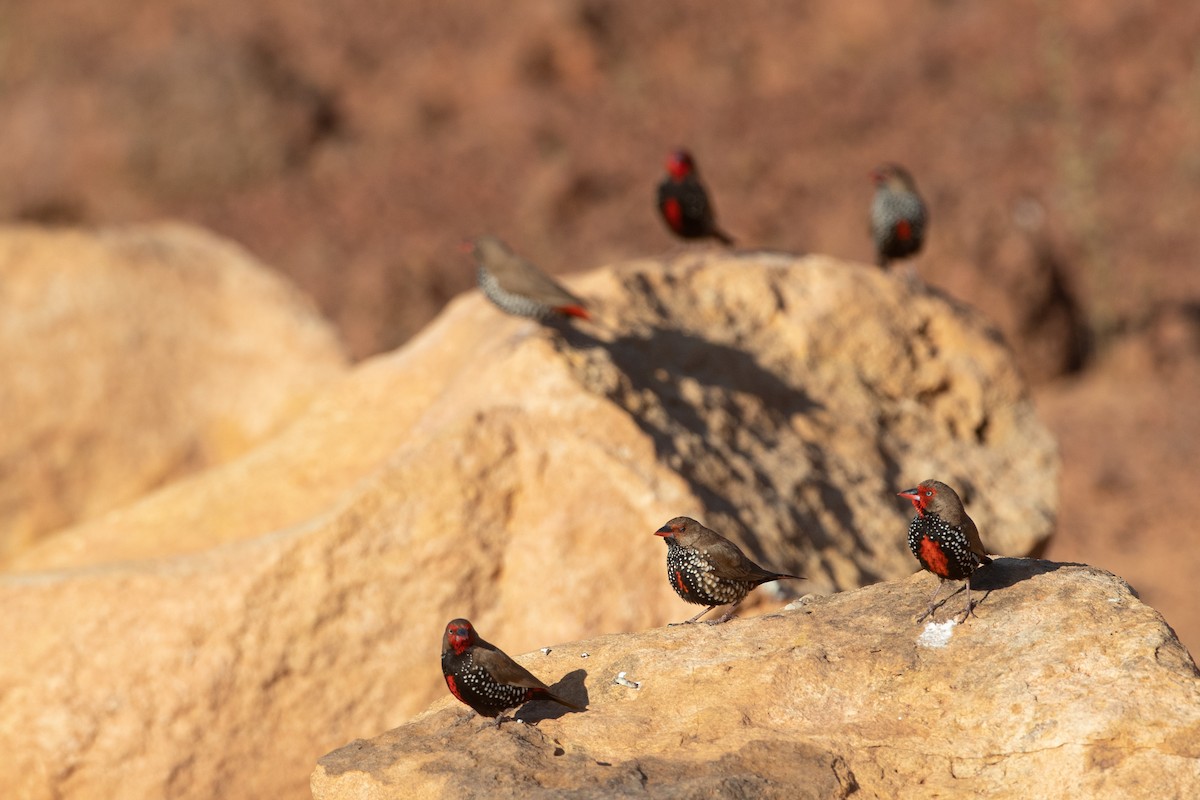 Painted Firetail - ML439875301