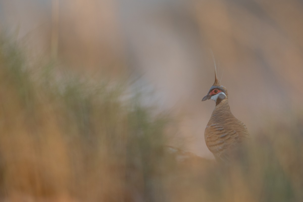 Spinifex Pigeon (Rufous-bellied) - ML439875481