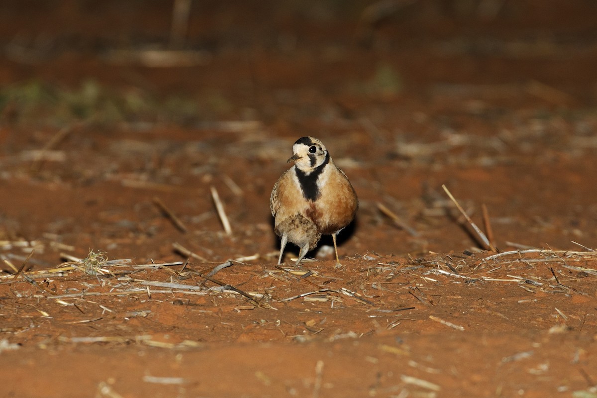 Inland Dotterel - ML439877221