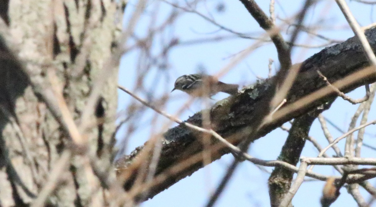 Black-and-white Warbler - Joe Gyekis