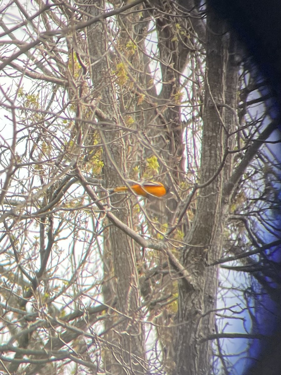 Baltimore Oriole - ML439879101