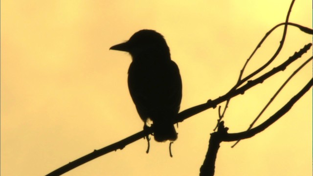 Giant Kingbird - ML439880