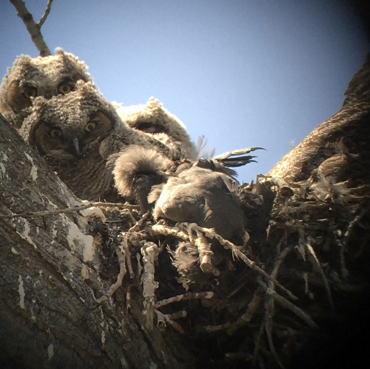 Great Horned Owl - ML439880281