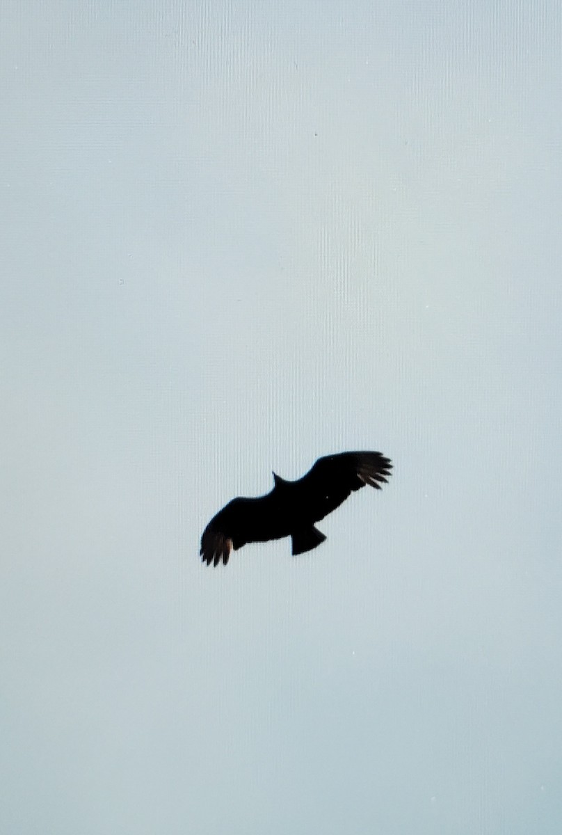 Black Vulture - Jon Corcoran