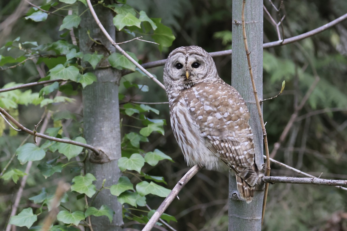 Barred Owl - Marie-Pierre Rainville