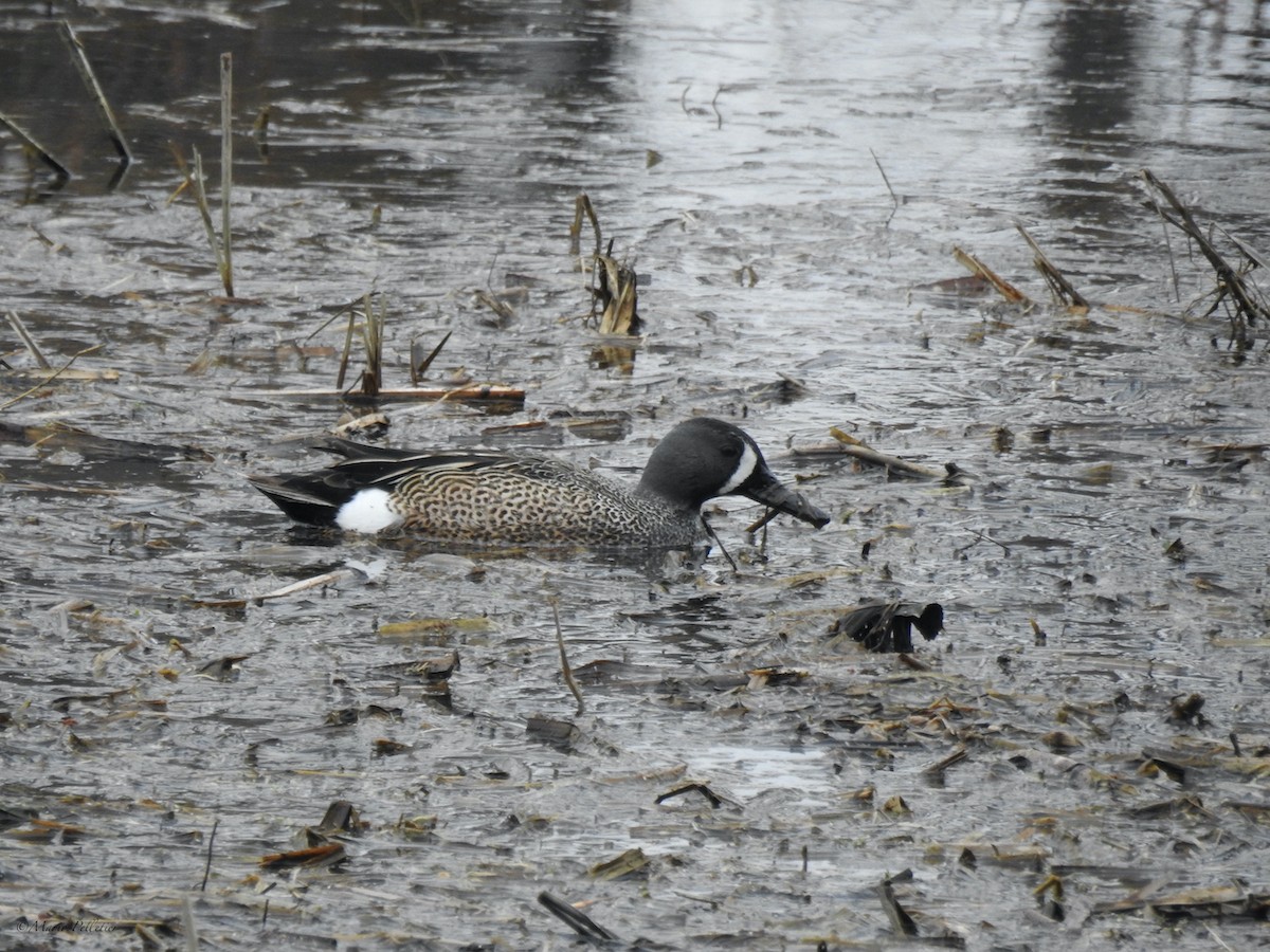 Blue-winged Teal - ML439880781