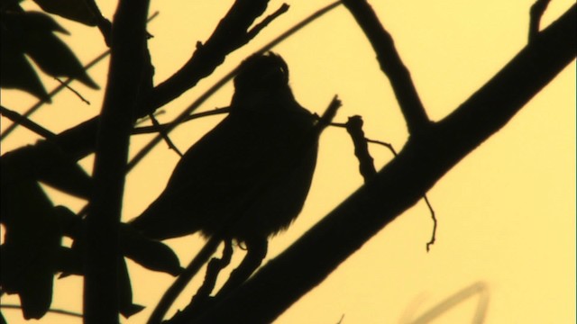 Giant Kingbird - ML439881