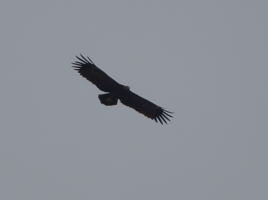 Greater Spotted Eagle - ML439881651