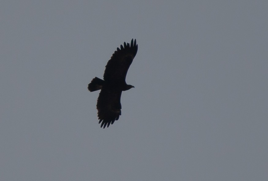 Greater Spotted Eagle - ML439881661