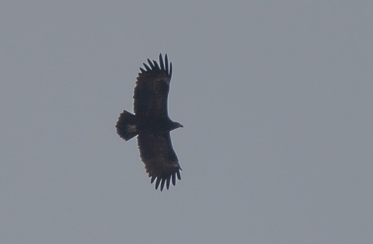 Greater Spotted Eagle - ML439881681