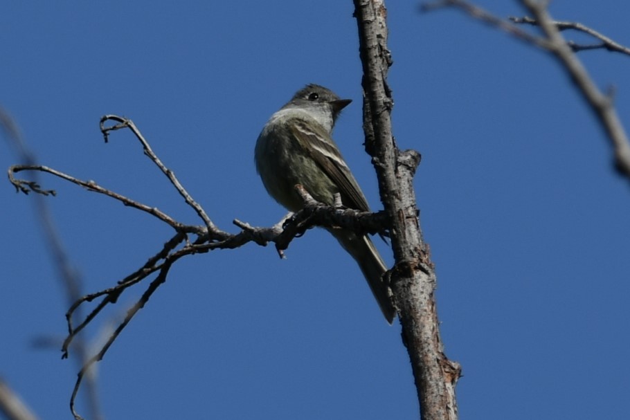 Hammond's Flycatcher - ML439882001