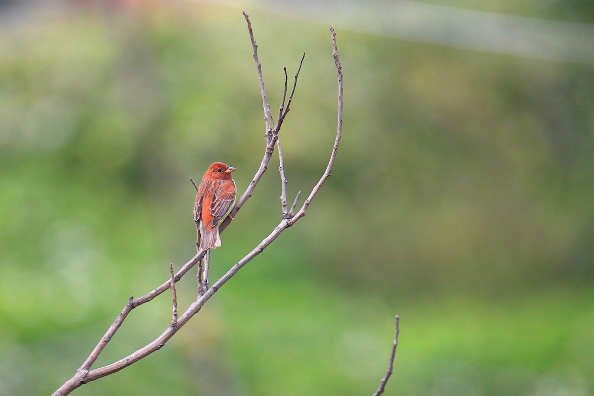 Chestnut Bunting - Yung-Kuan Lee