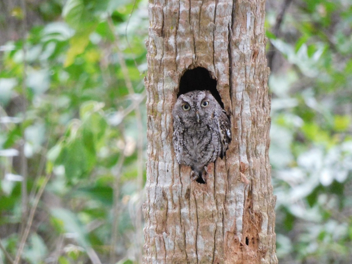 Eastern Screech-Owl - Bailey Cleveland