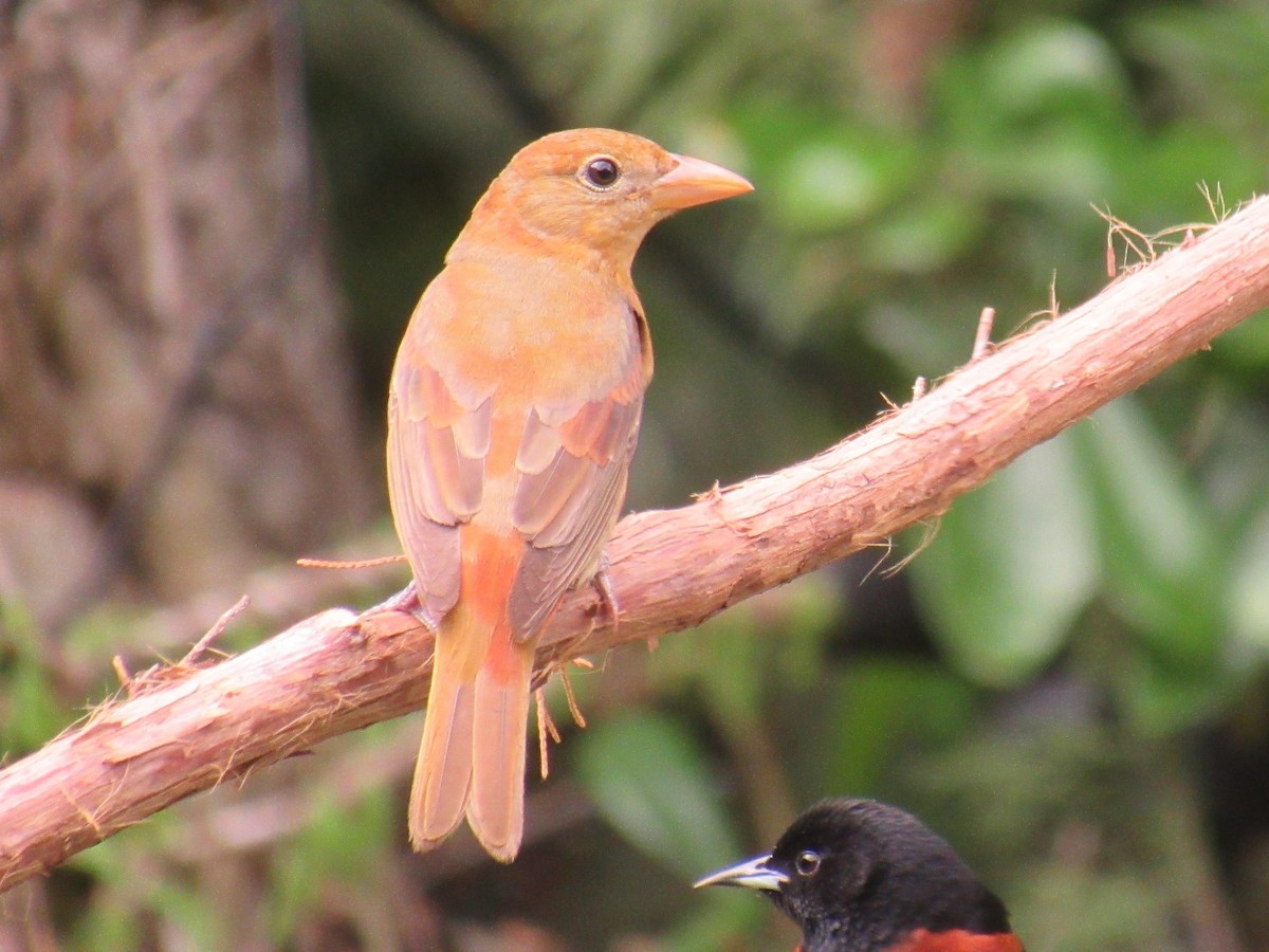 Summer Tanager - ML439882811